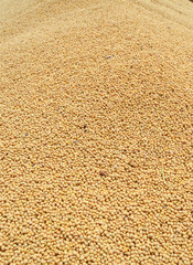 Many freshly harvested soy beans