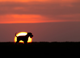 Silhouette of dog at sunset