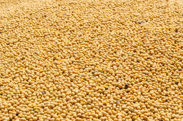 Many freshly harvested soy beans