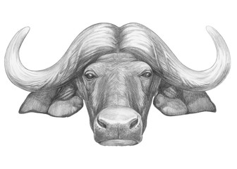 Portrait of Buffalo. Hand-drawn illustration.
