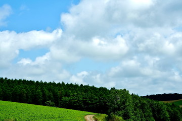 The hills of farm and the cloud of Biei

