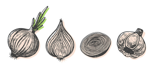 Hand drawn vector illustration of onion sketch style. Doodle vegetable