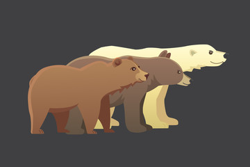 Collection with different cartoon bears isolated on dark background. Vector broun and black american bear. Set Wildlife or zoo grizzly. panda.