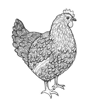 Sketch illustration of hen. Line art style. Standing chicken