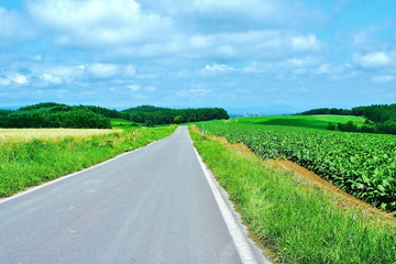 The hills of farm and the cloud of Biei

