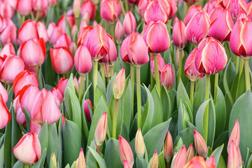 Obraz premium Pink tulips, close up