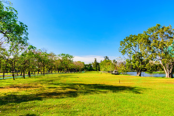 Beautiful meadow and tree in the park, green grass in city park