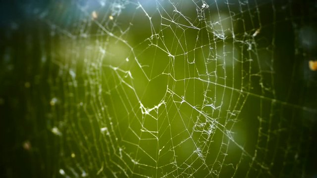 Close up of a spider web on green background