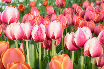 Pink tulips, close up