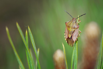 beetle insect macrophotography