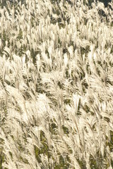 Fototapeta premium ススキ輝く