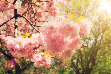 Branch of sakura blossom in vintage style background