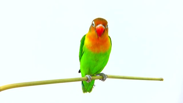  fischeri lovebird parrot on a white screen