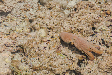 Malediven, Krake, Tintenfisch, Oktopus, Ari-Atoll, Tauchen, Schnorcheln, Wassersport, Badeferien, Naturschutz, Meer, Insel, Indischer Ozean