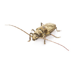 beetle isolated on white background