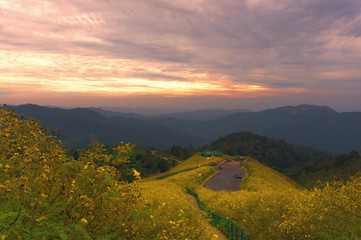 background, beautiful, blossom, bright, chrysanthemum, cloud, colorful, copy-space, countryside, destination, doi, environment, favorite, field, floral, flower, fresh, green, hill, hong, kho, landscap