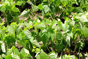 The hills of farm and the cloud of Biei and flower

