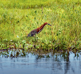 Marble tiger bittern in the Los Llanos - El Cedral, Venezuela, Latin America