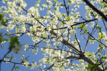 Spring White Blooming Trees