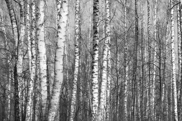 Fototapeta na wymiar birch forest, black-white photo