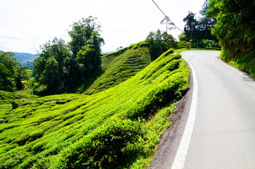 Tea plantations in Malaysia