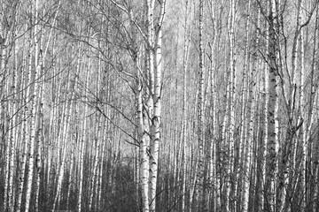 Obraz premium brzozowy las, czarno-białe zdjęcie