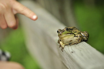 Frog