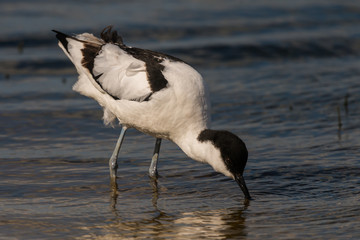 pied avocet