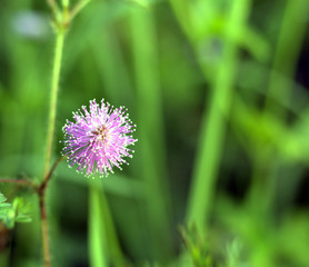 Beautiful flower blossoming in the morning on green background.