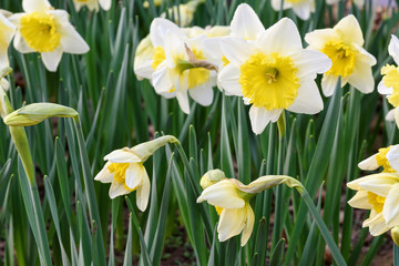 Yellow narcissus, close up