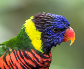 Allfarblori - Nahaufnahmne