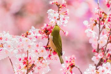 The Japanese White eye.The background is cherry blossoms. Located in Tokyo Prefecture Japan.