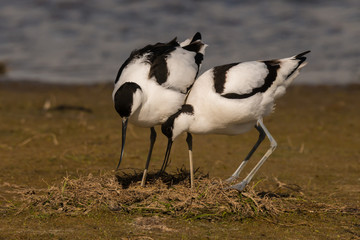 pied avocet