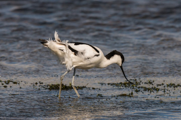 pied avocet