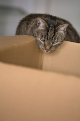 Eine Katze spielt mit einem Karton