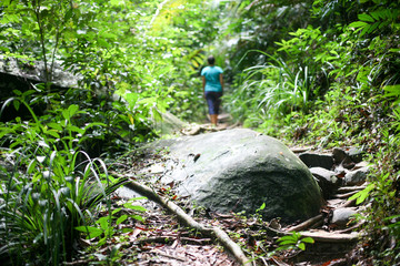 Tropic forest in Malaysia with a man on the background