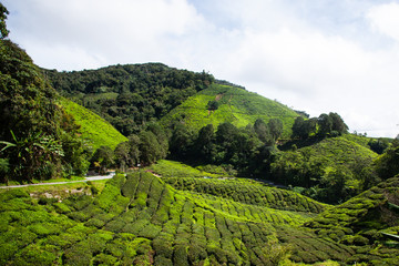 Tea plantations in Malaysia