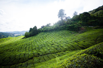 Tea plantations in Malaysia