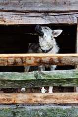 Dog look at outside behind a fence