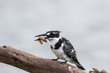 Pied Kingfishers
