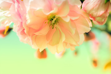 Fototapeta na wymiar Sakura flower cherry blossom.