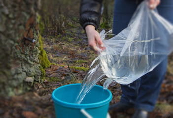 Harvesting of birch sap.