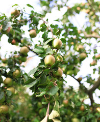 Fresh ripe apples on tree in summer garden. Apple harvest