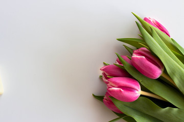 Pink tulips on white cover