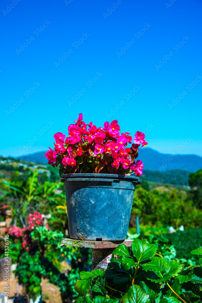 Sticker Red flowers with garden in winter