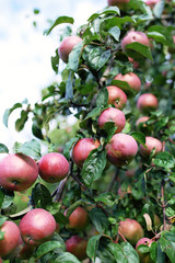 Fresh ripe apples on tree in summer garden. Apple harvest