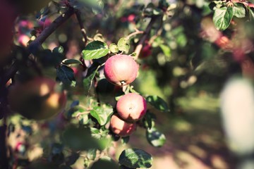 Fresh ripe apples on tree in summer garden. Apple harvest