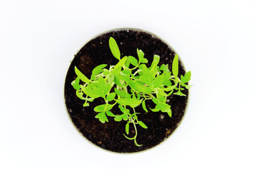 Testing gmo products
