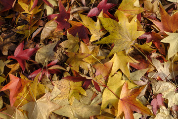 Milan (Italy): autumn in the city