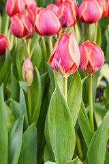 Pink tulips, close up